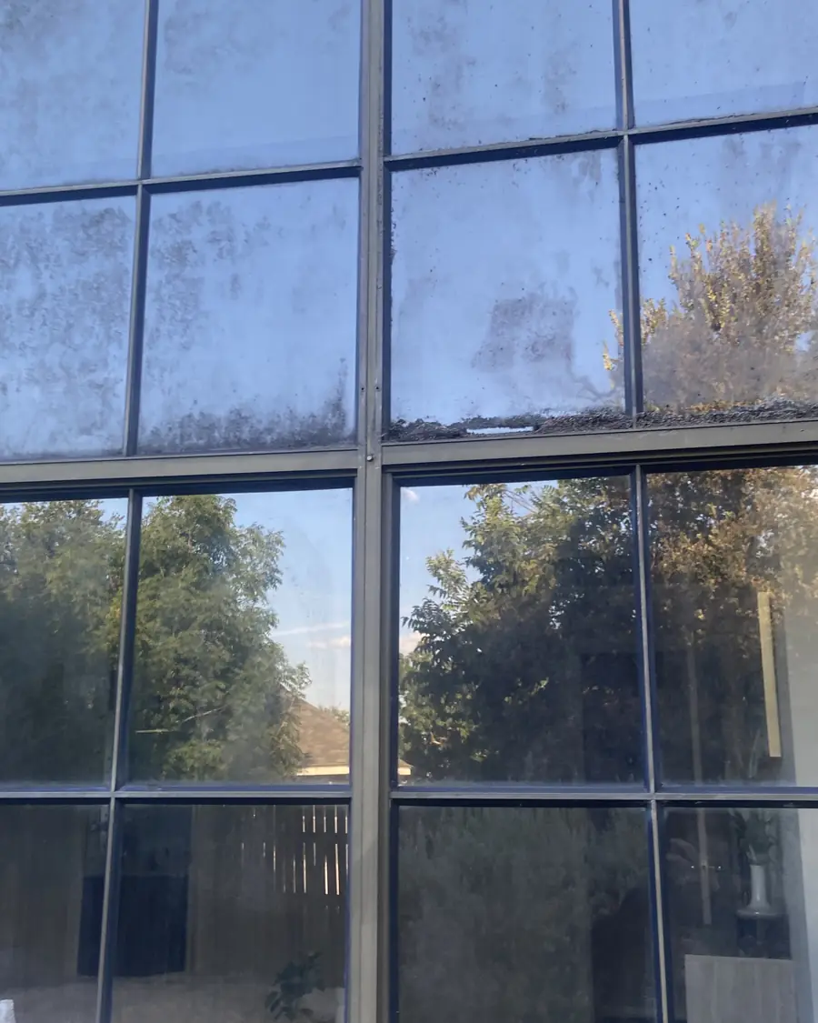 One window with French panes. The top panes, which had solar screens over them, are coated in mold and grime. The bottom panes, which never had screens, are clear.